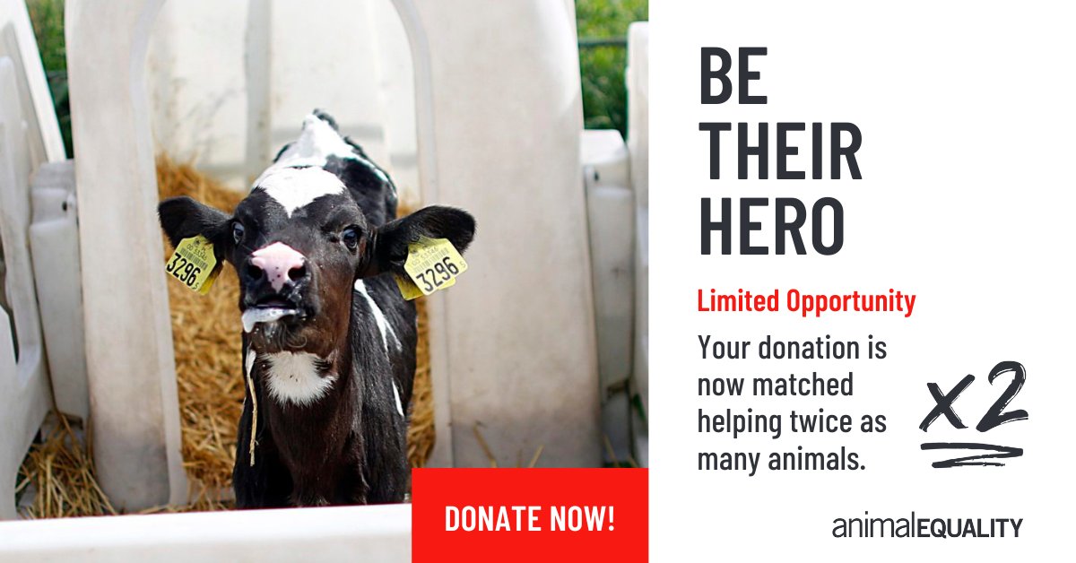 Animal Equality (@animalequality) on Twitter photo ๐ Factory farming treats animals like mere parts in a profit-driven machine.
๐ฅ ๐๐๐๐๐๐๐-๐๐๐๐ ๐๐๐๐๐:
โข Donate $25 โ Doubled to $50 for animals
โข Start a monthly gift โ Every donation matched for an entire YEAR!
๐ฃ Be their hero. Break the cycle. Change their ๐ Factory farming treats animals like mere parts in a profit-driven machine.
๐ฅ ๐๐๐๐๐๐๐-๐๐๐๐ ๐๐๐๐๐:
โข Donate $25 โ Doubled to $50 for animals
โข Start a monthly gift โ Every donation matched for an entire YEAR!
๐ฃ Be their hero. Break the cycle. Change their