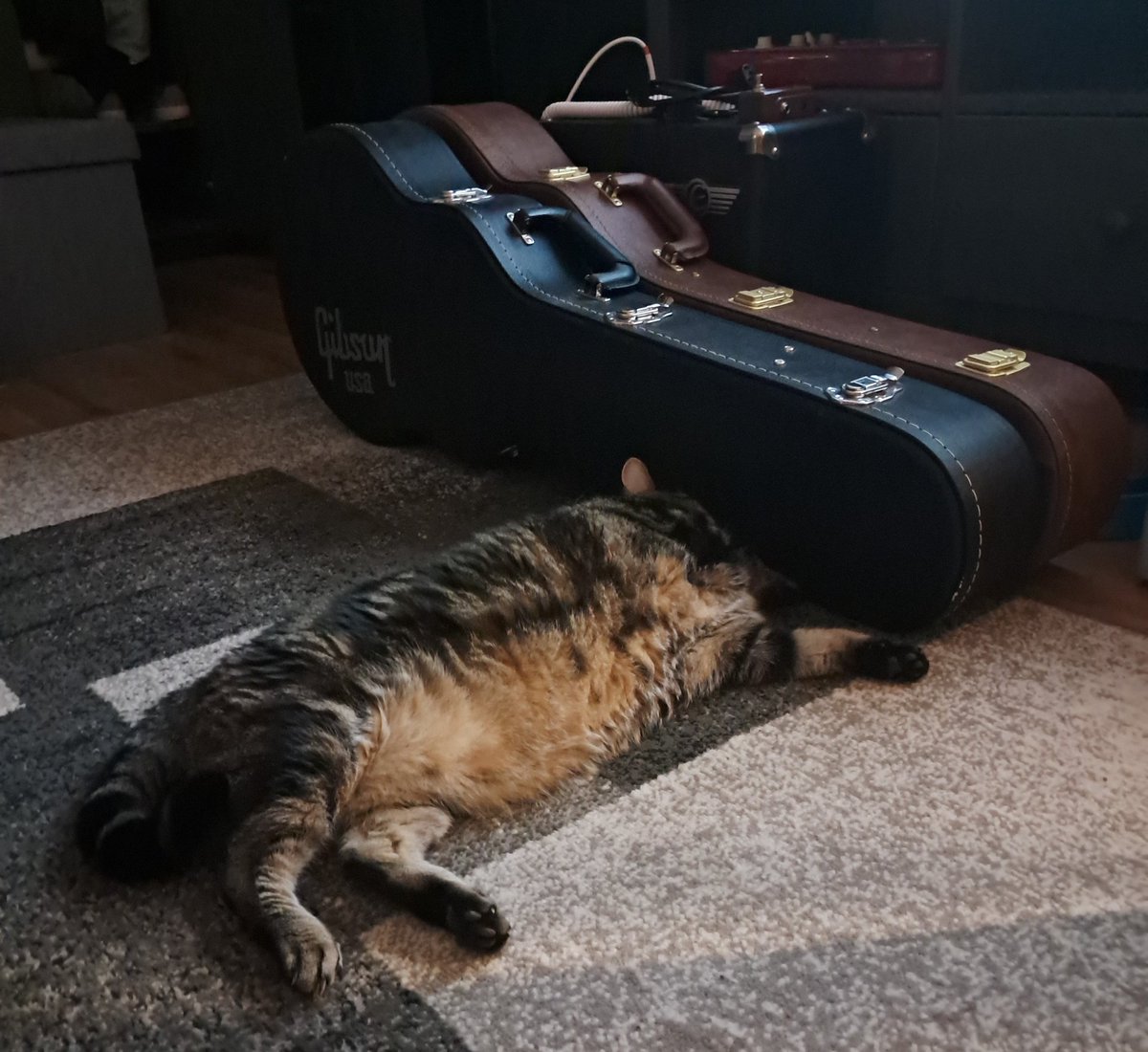 GuitarG71647302's tweet image. Liam is very protective of the Gibsons.  😾 
#CatsOfX #Guitars