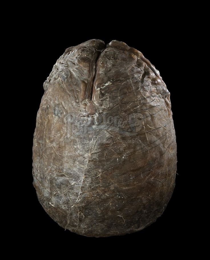 TheAmazingAbomb's tweet photo. "Hey guys, look at this strang looking egg I've found." https://t.co/W50hANERzc