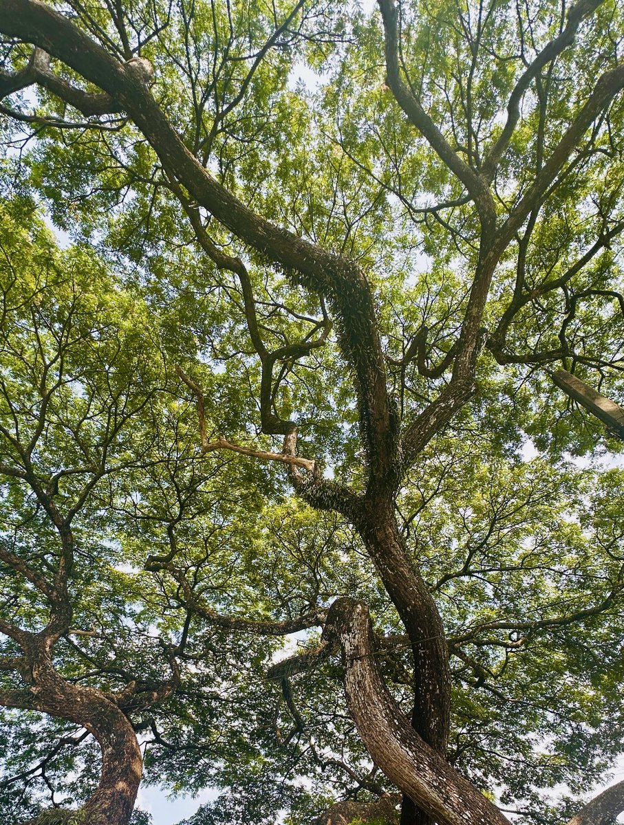 Danuja Jayasinghe 🪻 (@j__danu) on Twitter photo 