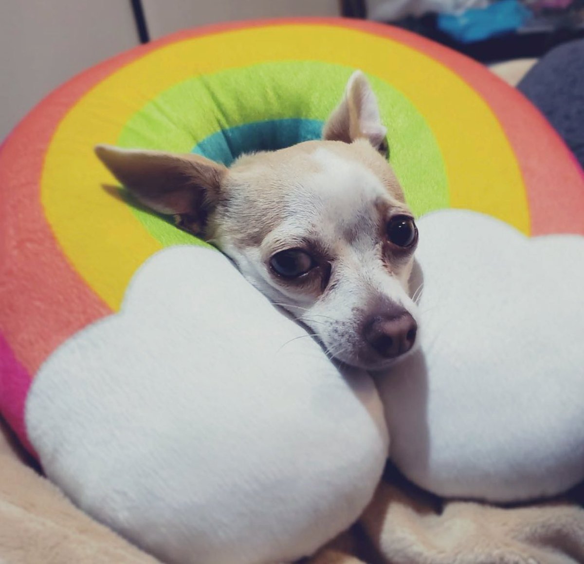 EvaDeMetal's tweet photo. “Amo a mi perro, tanto como te amo a ti.
Pero tú puedes desvanecerte, mientras que mi perro siempre estará aquí.” ✨💕
—Cat Stevens (“I love my dog”) https://t.co/RfHWhX7b1u