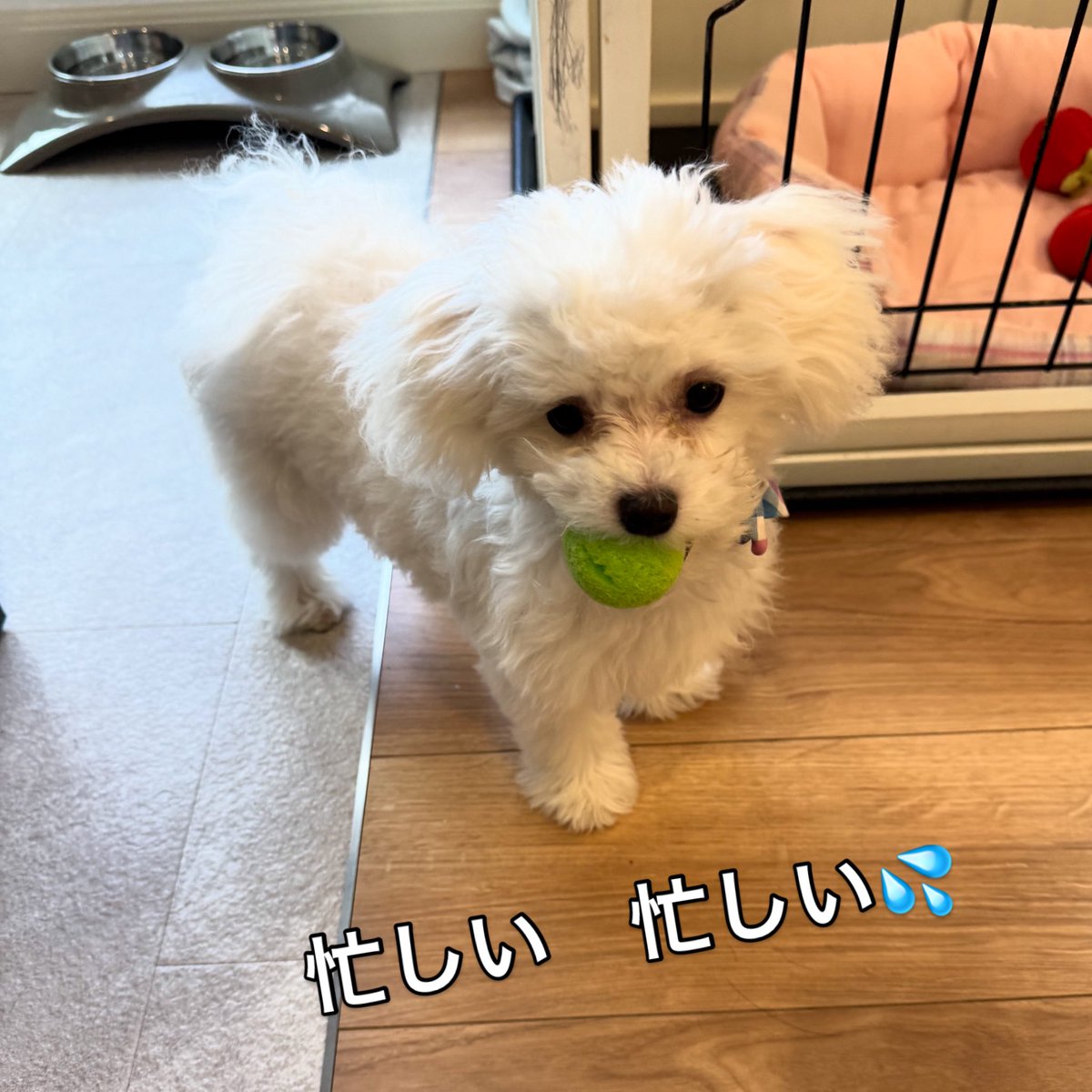 今日もこむぎは朝から大忙し😆💦