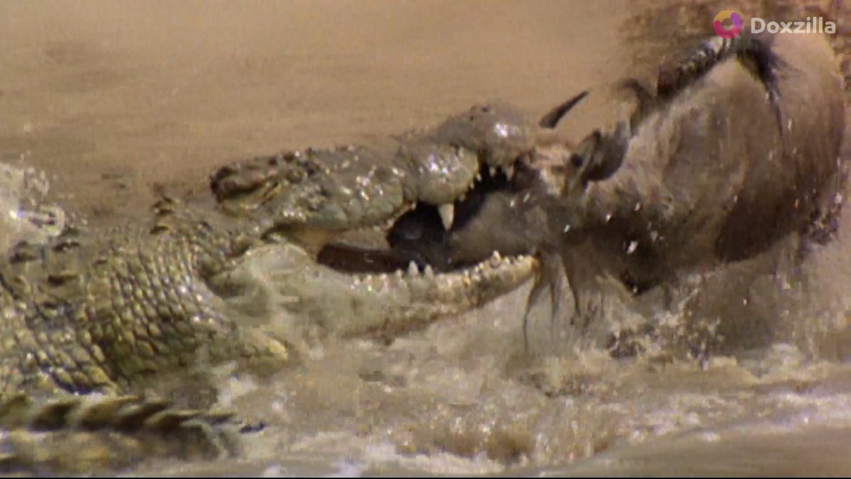 "ตากล้องท้านรก-จระเข้" พาเราลุ้นระทึกไปกับการเสี่ยงตายของช่างภาพ เพื่อบันทึกภาพคมเขี้ยวและพฤติกรรมอันน่าทึ่งของจระเข้
นี่คือเรื่องราวความกล้าหาญที่เผยให้เห็นทั้งความดุร้ายและความงดงามของจระเข้ในธรรมชาติอย่างใกล้ชิดที่สุด
ติดตามรับชมเพิ่มเติมได้ที่ : doxzilla.page.link/Mwwg 📷