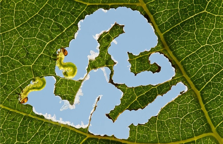 perfect_rain111's tweet photo. la vida cuando tenes plata (self portrait by 
leaf miners) https://t.co/0F3MklwB2V