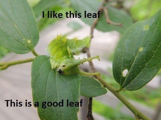 perfect_rain111's tweet photo. y toda la vida pensando que eran hormigas lo q lo hacia y ahora me entero q es leafmining https://t.co/5yCRU9b2HJ