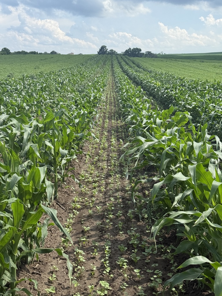 The organic 60" test strip is looking great!