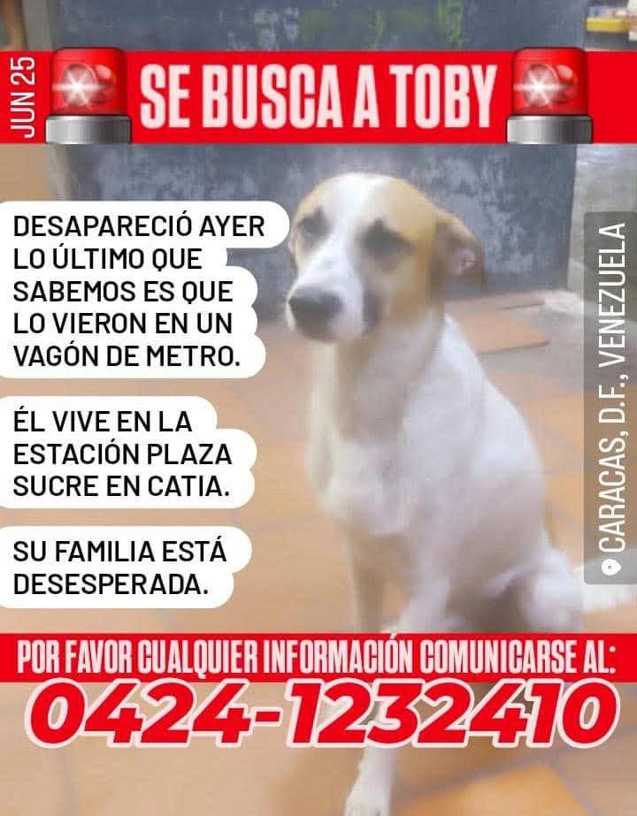 Su familia busca a Toby, se perdió en el Boulevard de Catia Caracas