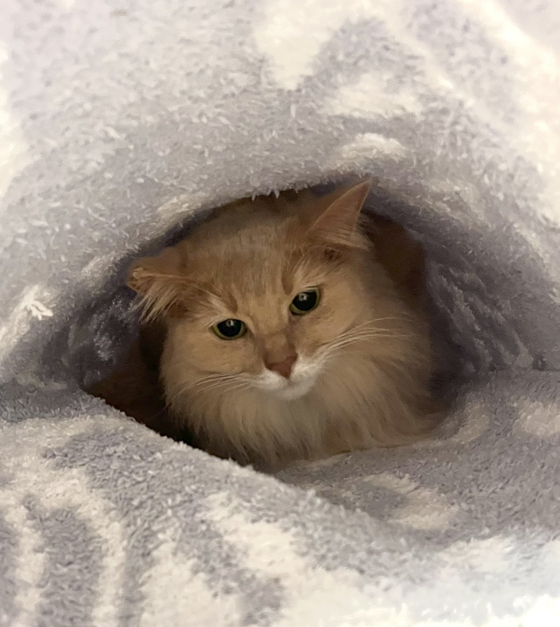 神猫 特大ご縁猫 金運七福神 厄除け黒招き猫 L-SIZE | goenneko
