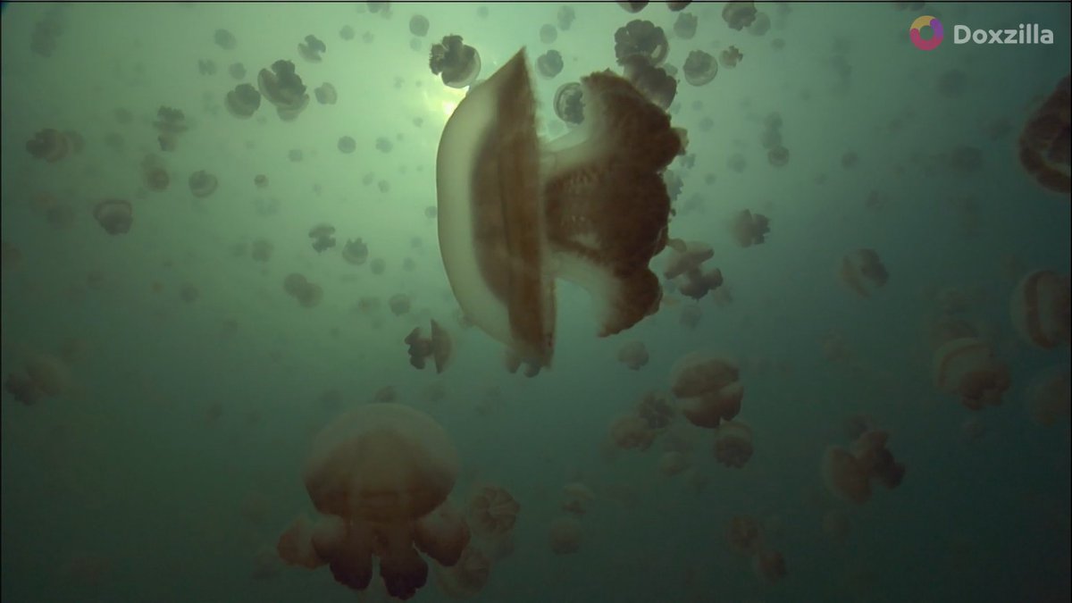 "ไม่มีสมอง ไม่มีหัวใจ" ไม่ใช่ใคร แต่คือ แมงกระพรุน
แมงกระพรุนทะเลสาบ อาศัยในทะเลสาบน้ำจืดปิดหรือทะเลสาบโบราณ วิวัฒนาการจนเกือบไม่เหลือพิษ และ ว่ายวนรอบทะเลสาบทุกวัน เพื่อหาแสงแดดให้สาหร่ายในตัวมันสังเคราะห์แสง
ดูสารคดี ฤดูกาลแห่งป่าใหญ่ ที่ Doxzilla 📷 doxzilla.page.link/iGpX 📷