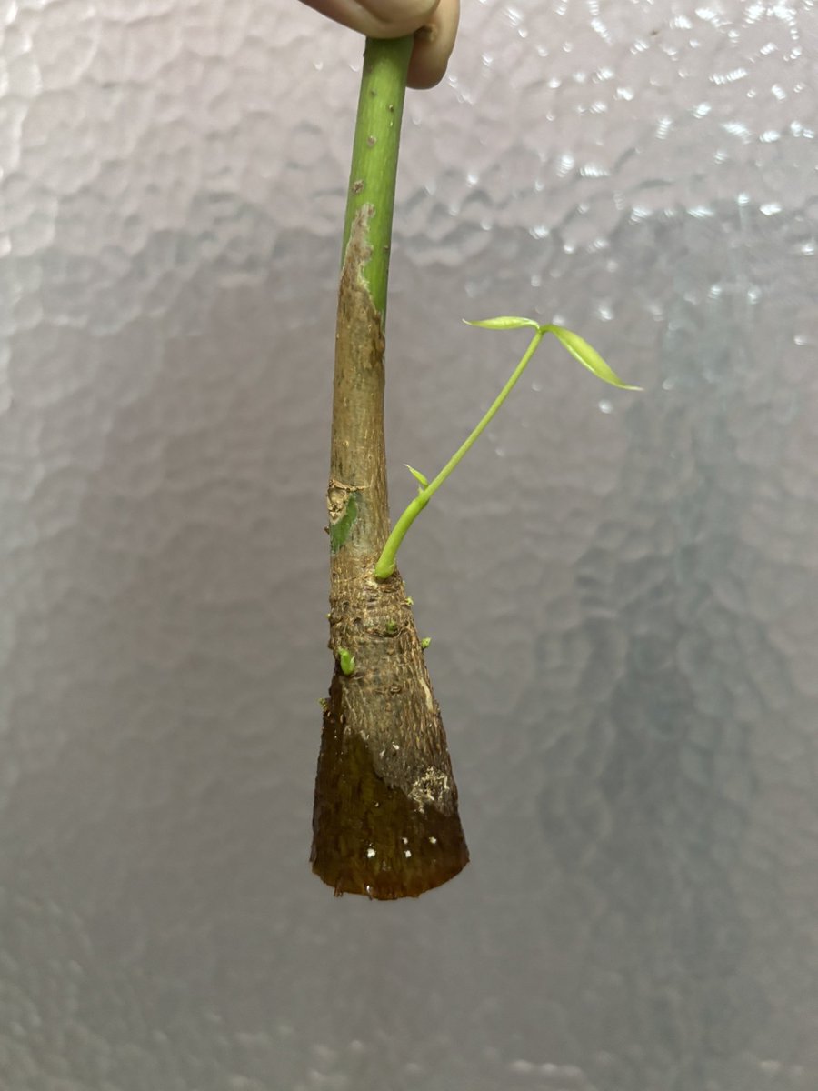botanicoROCA's tweet image. 葉が出てきました！！

#botanirocaパキラ
#パキラ #pachira #GuianaChestnut
2025/06/24🌿