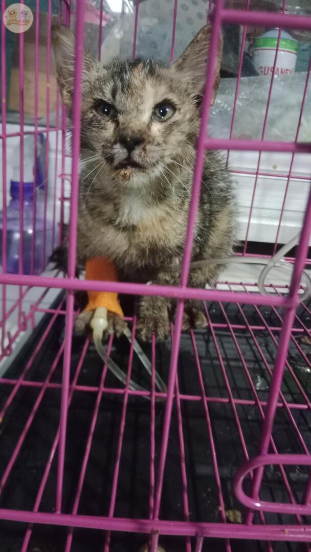 kochengfs's tweet image. hallo teman-teman kcg! aku terpaksa harus open adopt meow, karena bbrapa alasan.
tolong bantu RT yaa biar meow segera dpet forever homenya. btw aku dom jogja, siapa tau ada yang berkenan untuk merawat meow. terimaksih 🥹🙏🏻