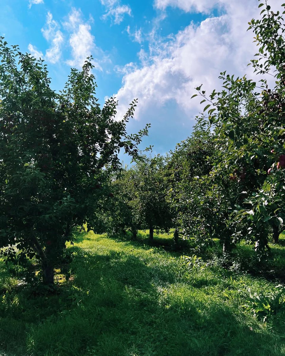 Visit Adirondacks (@visitadks) on Twitter photo We're chasing the kind of summer days that fill our hearts with sunshine and deliver on the simplest joys π»
πΈ @allywood___ #VisitAdks
π Rulf's Orchard <a href="/AdirondackCoast/">Adirondack Coast</a> We're chasing the kind of summer days that fill our hearts with sunshine and deliver on the simplest joys π»
πΈ @allywood___ #VisitAdks
π Rulf's Orchard <a href="/AdirondackCoast/">Adirondack Coast</a>