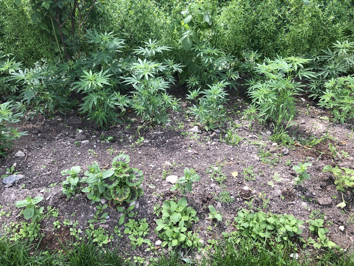 For those that might wonder.
Cannahedge 2025 update
How it started , how it’s going edition.
Tagging you <a href="/PushinPetunias/">Kush'n'Petunias 🌱🌸</a> , I hope you don’t mind.
