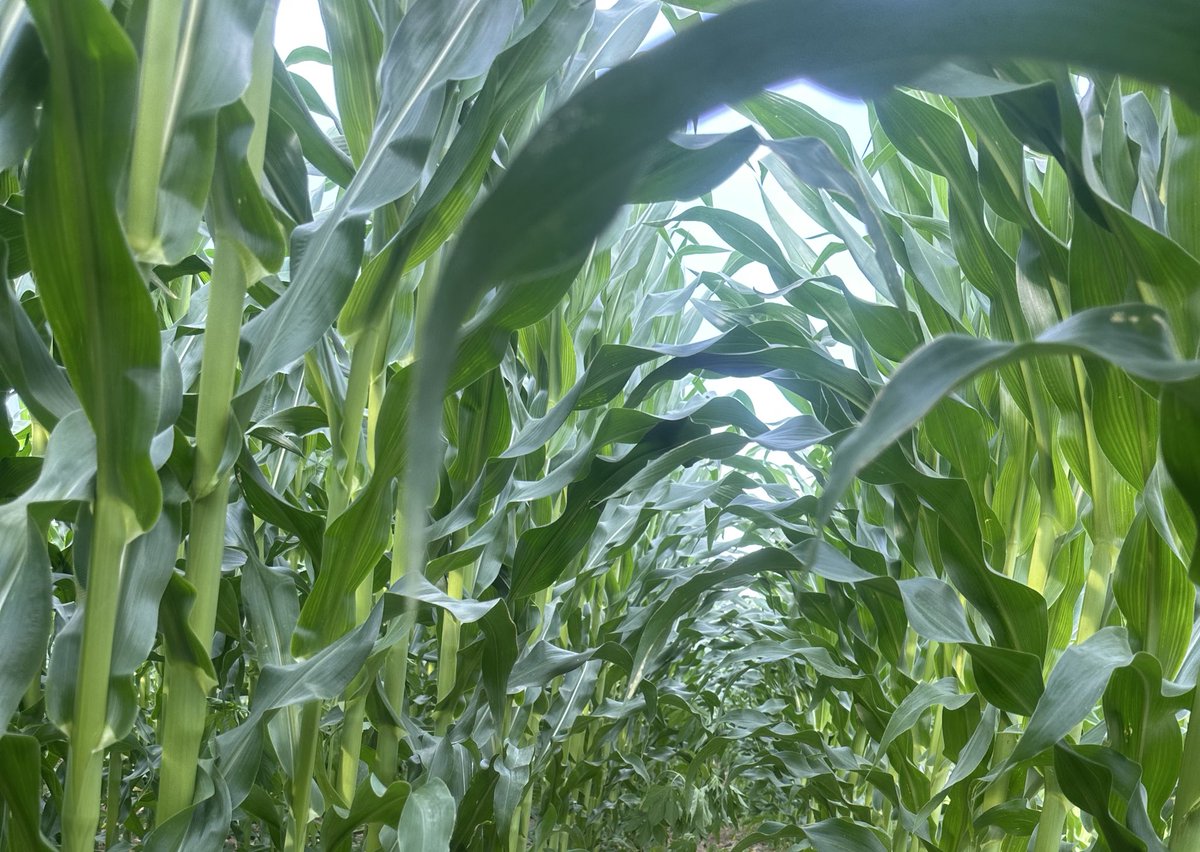 Bodie Kitchel tweet media