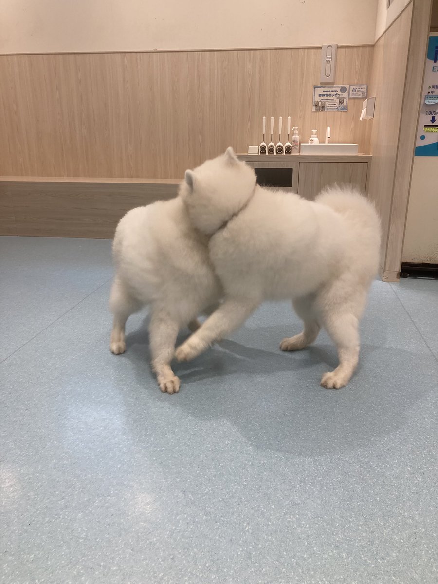 ChopinsGate's tweet photo. 可愛いカフェへ
お客さんが自分1人は想定外だったぜ！
犬を撮るの難しい https://t.co/groVhBS27m