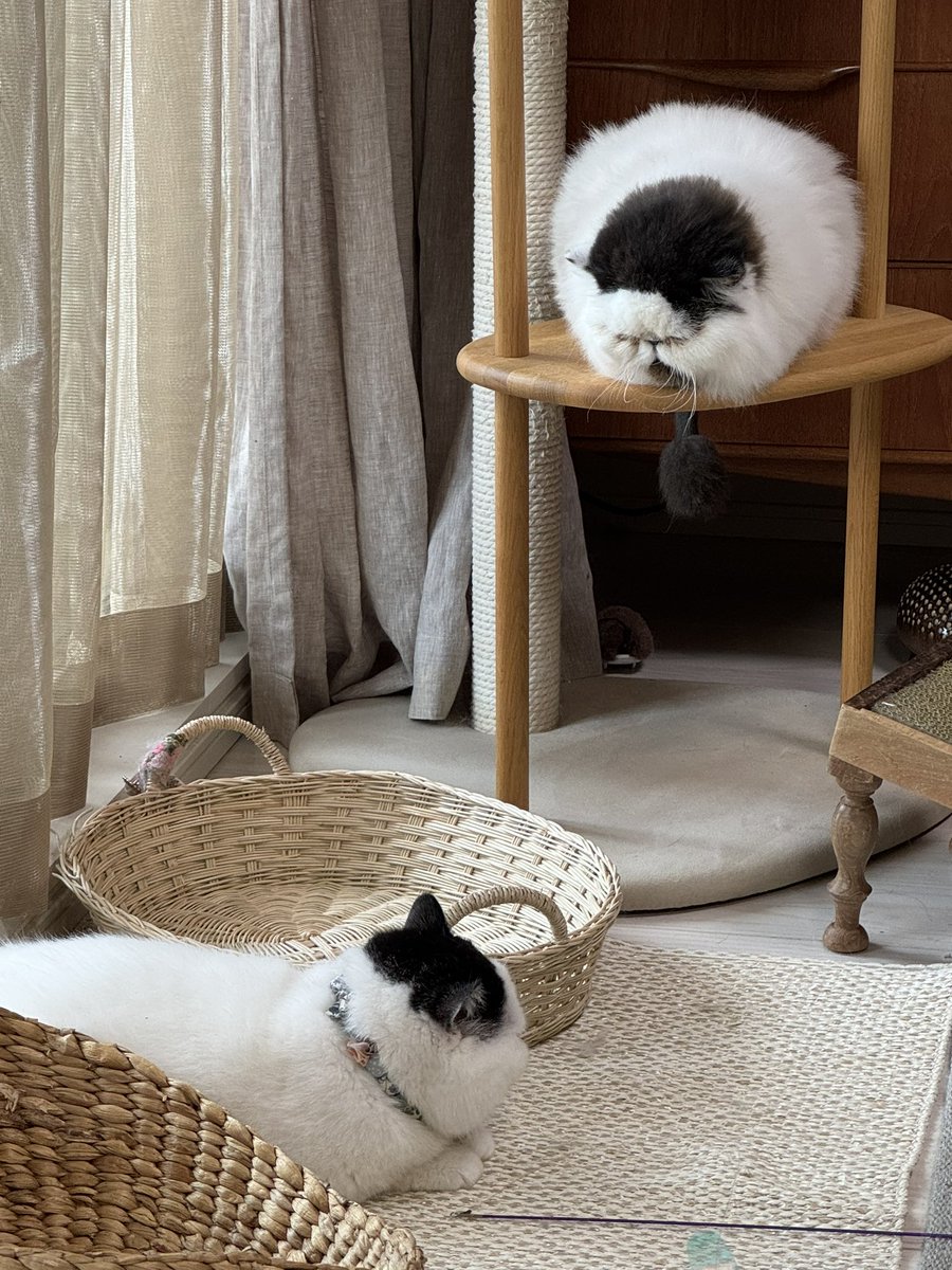 pechanko_bocco (@pechanko_bocco) / Posts / X