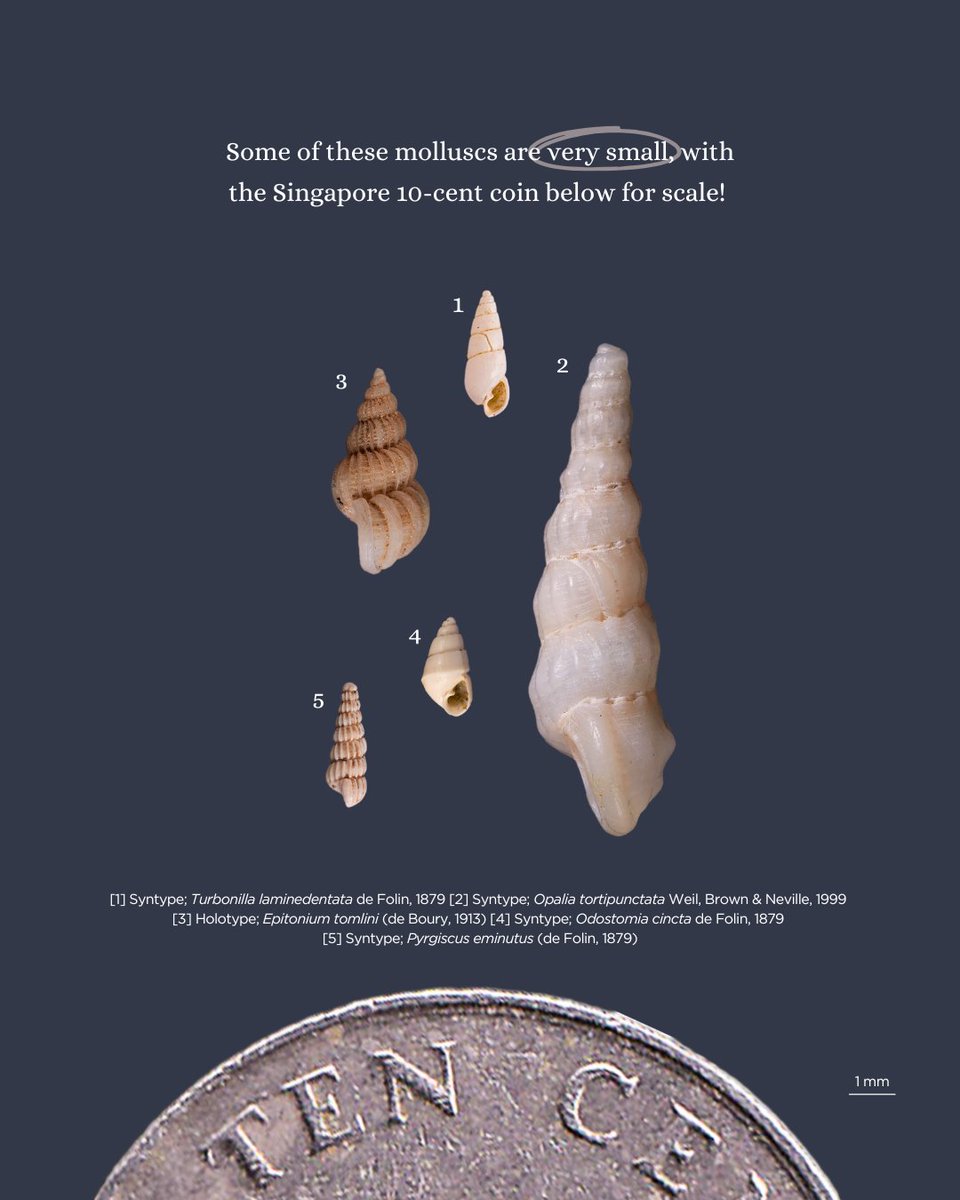 signifynathist's tweet image. This week, we share about the mollusc type specimens digitised in MNHN. These five gastropod specimens are considered micromolluscs due to their extremely small size (even when fully grown). Although tiny, these type specimens are invaluable to the world of malacology🌎