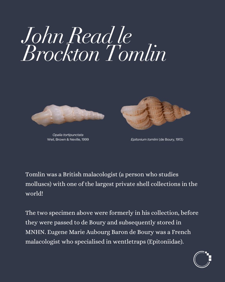 signifynathist's tweet image. This week, we share about the mollusc type specimens digitised in MNHN. These five gastropod specimens are considered micromolluscs due to their extremely small size (even when fully grown). Although tiny, these type specimens are invaluable to the world of malacology🌎
