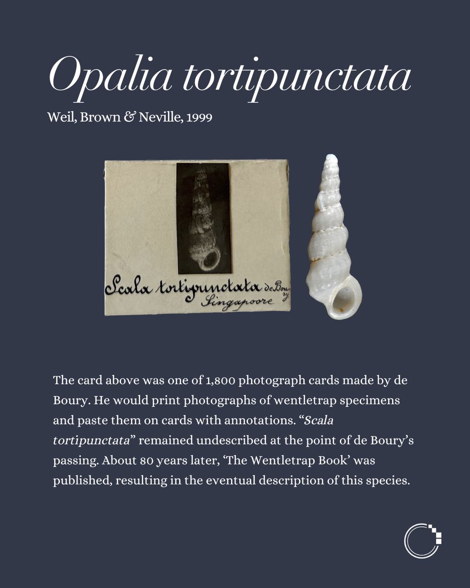 signifynathist's tweet image. This week, we share about the mollusc type specimens digitised in MNHN. These five gastropod specimens are considered micromolluscs due to their extremely small size (even when fully grown). Although tiny, these type specimens are invaluable to the world of malacology🌎
