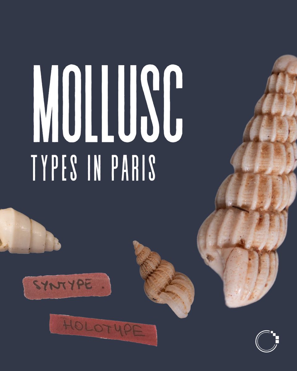 signifynathist's tweet image. This week, we share about the mollusc type specimens digitised in MNHN. These five gastropod specimens are considered micromolluscs due to their extremely small size (even when fully grown). Although tiny, these type specimens are invaluable to the world of malacology🌎