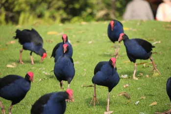pukeko tweet media