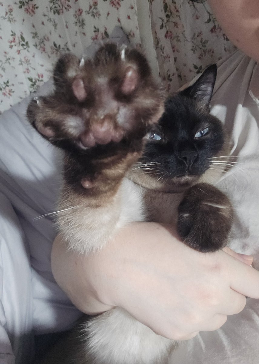 샴 성격 좋습니다...
깜고 성격 좋습니다...
사진만 봐도 쫄보긴 해도 인간 사랑 인간 친화 기운이 느껴짐 
고양이를 둥가둥가 안고 살 수 있는 기회가 여기에 있습니다!!!!!! 아 기회는 두 번 오지 않는다 인간 사랑단 고양이와 동거할 수 있는 기회!!!
저희 둘째도 성묘입양인데 사람 넘 좋아해여