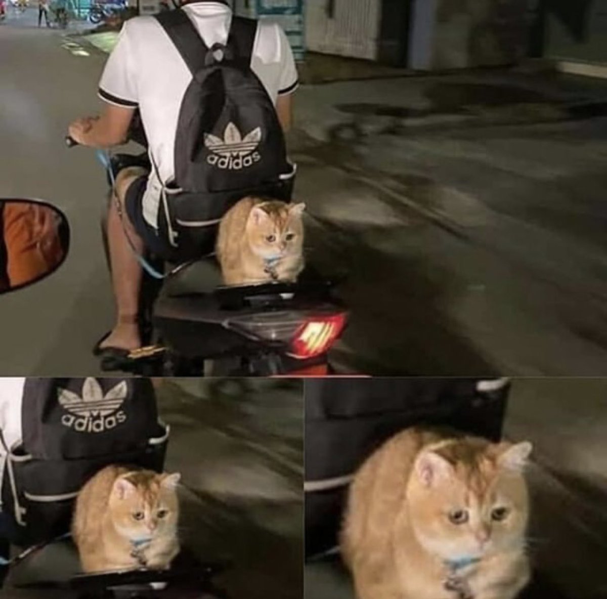 No Context Cats tweet media