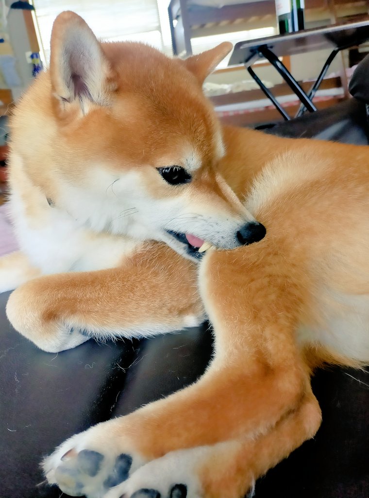 もも肉ウマウマ😋