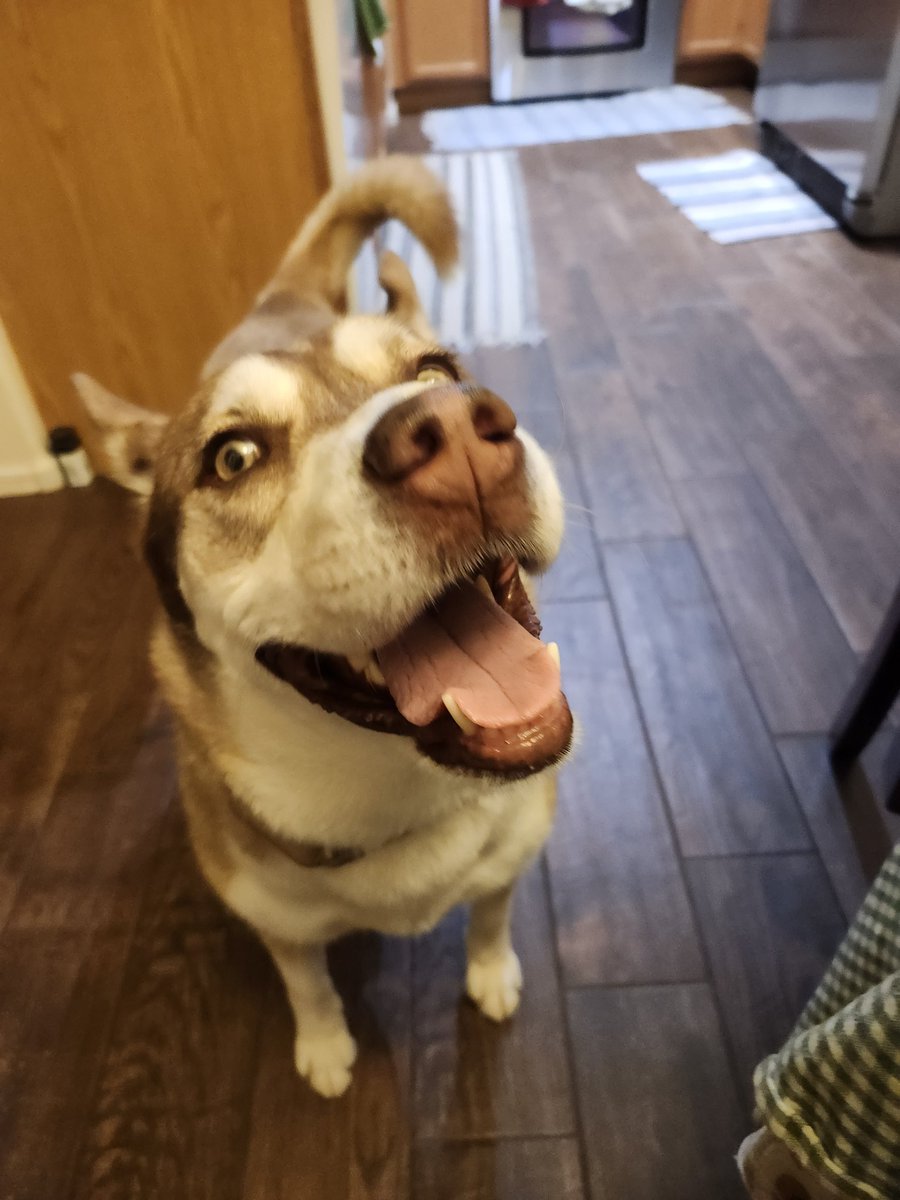 Btw the house has been feeling a bit cramped as of late~

Meet Belle~