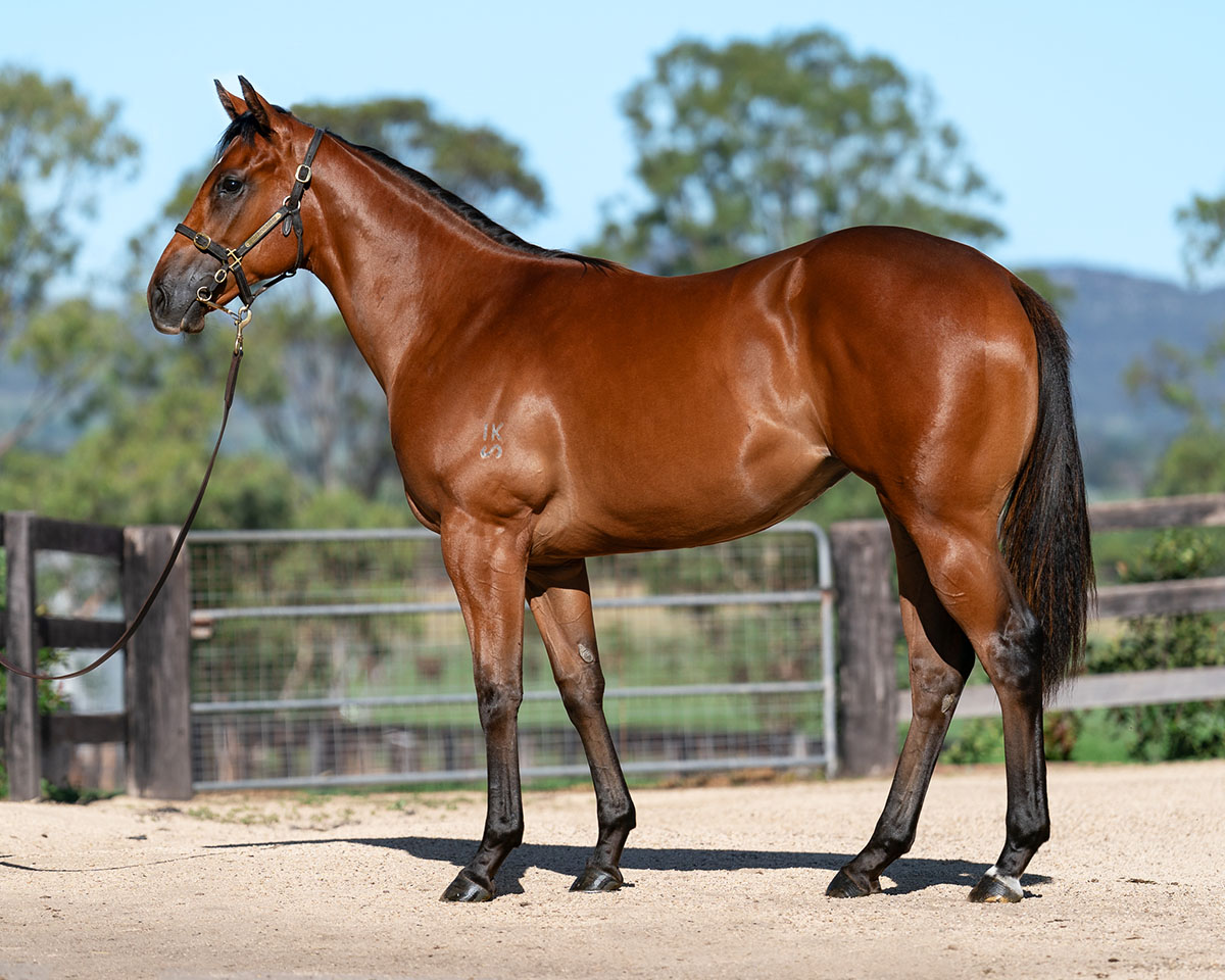 Amarina Farm (@amarina_farm) on Twitter photo With <a href="/cwallerracing/">Chris Waller Racing</a>'s Autumn Boy & <a href="/ANeashamRacing/">Annabel Neasham and Rob Archibald Racing</a>'s Royal Chic, both graduates of our 2024 <a href="/mmsnippets/">Magic Millions</a> yearling sale draft set to line up in Saturday's Listed Tattersall's Stakes <a href="/BrisRacingClub/">Brisbane Racing Club</a>, it could be a great day for <a href="/amarina_farm/">Amarina Farm</a>!
Read: blacktyperacing.au/news/2025/06/2… With <a href="/cwallerracing/">Chris Waller Racing</a>'s Autumn Boy & <a href="/ANeashamRacing/">Annabel Neasham and Rob Archibald Racing</a>'s Royal Chic, both graduates of our 2024 <a href="/mmsnippets/">Magic Millions</a> yearling sale draft set to line up in Saturday's Listed Tattersall's Stakes <a href="/BrisRacingClub/">Brisbane Racing Club</a>, it could be a great day for <a href="/amarina_farm/">Amarina Farm</a>!
Read: blacktyperacing.au/news/2025/06/2…
