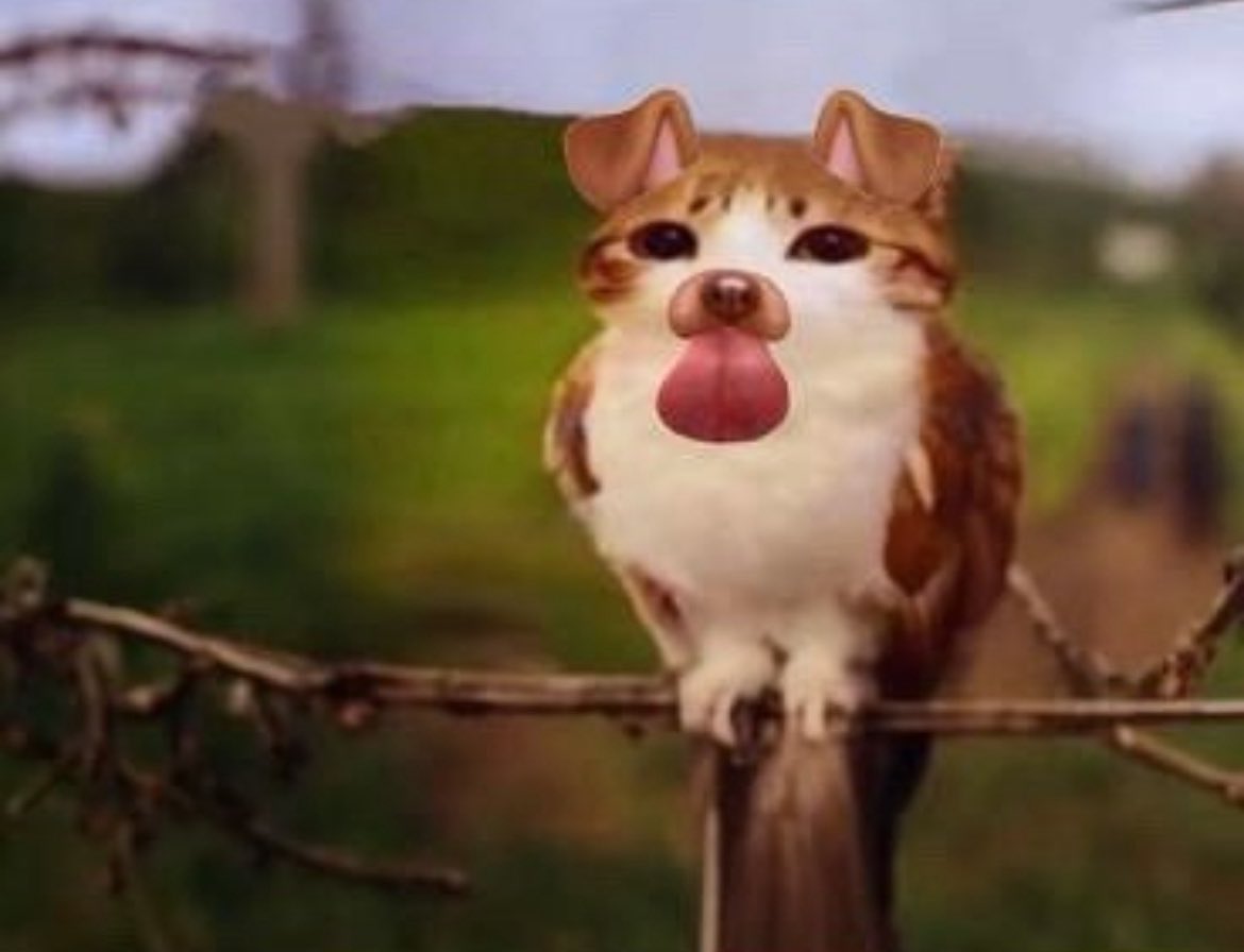 Leires (1.75/5kg) tweet media