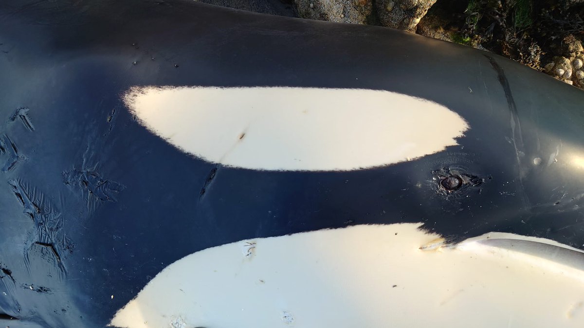 Sad news. The lone bull Orca that was seen here in Shetland a couple of days ago stranded yesterday evening in Yell Sound. <a href="/strandings/">SMASS</a> are currently arranging sampling and a possible necropsy.

I have matched the right eye patch, right side dorsal fin and right saddle to bull 161