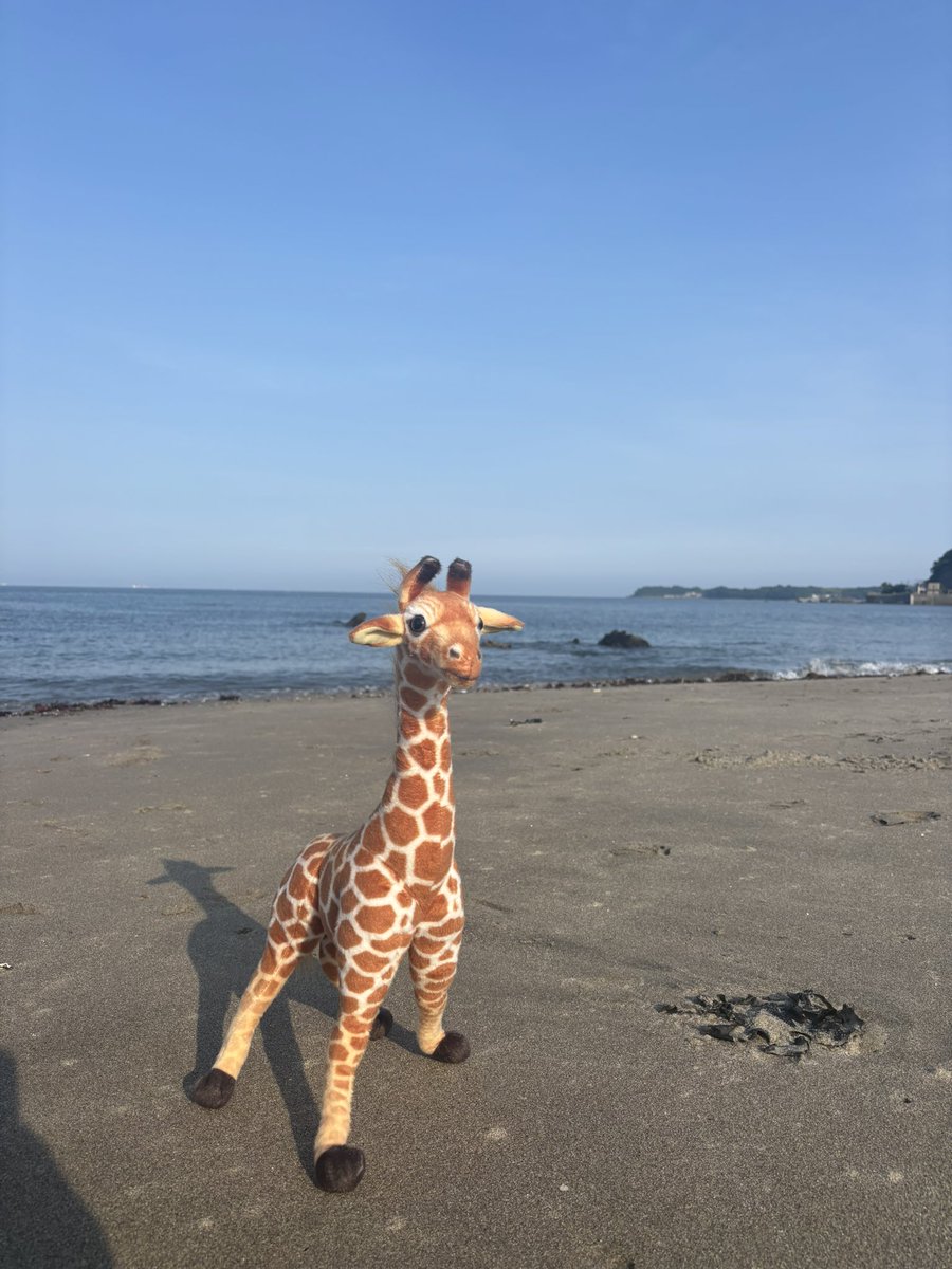 今日は「夏の大三角形」の
グッズ撮影をしているよ。

もうすぐ夏だね~🦒