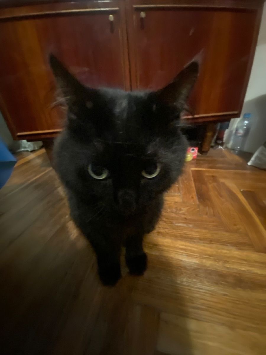 Black cats are not bad luck (@visualscat) on Twitter photo 