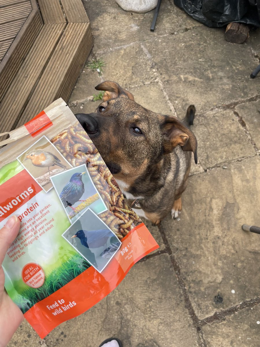 Teaching Ziggy new tricks…in trade for mealworms. 

Who knew they were such a delicacy for dogs?! 😅