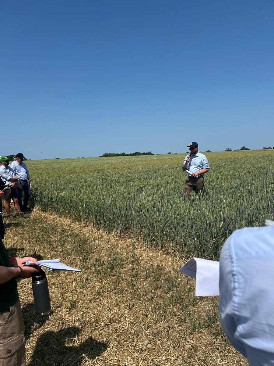 Big shoutout to R A Gibson for hosting us at their seed trials day! ☀️🌱 Despite the heat, we had a great time. Ed Stanford shared insights on RGT Goldfinch and Hexton. 🌾📈 Thanks for a wonderful day connecting with farmers! 🤝 #SeedTrials #AgricultureInsights #CropVarieties