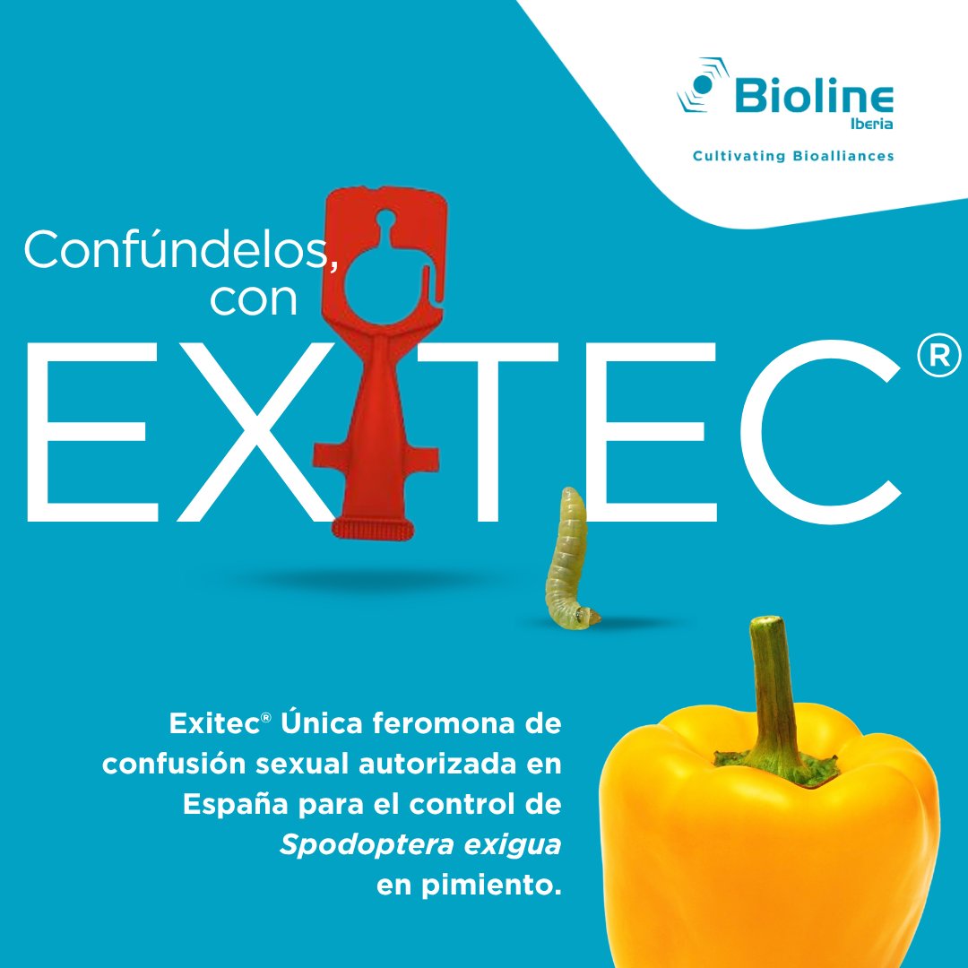 Bioline Iberia presenta Exitec®, un difusor que libera una feromona sexual que confunde a las polillas macho de 𝘚. 𝘦𝘹𝘪𝘨𝘶𝘢:
✅ Evita el encuentro y apareamiento entre machos y hembras.
✅ Presenta una duración aproximada de 6 meses.
✅ Sin riesgo de toxicidad.