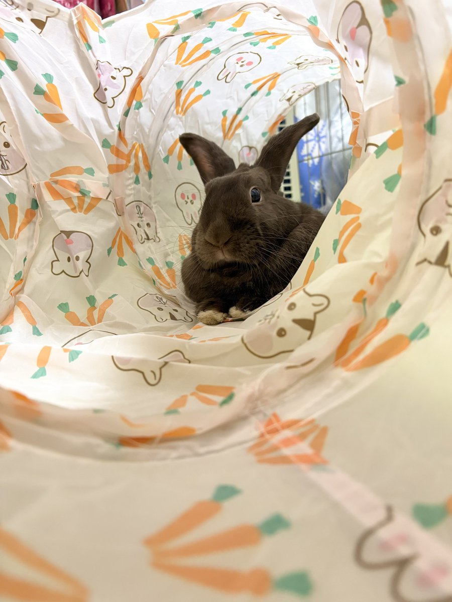 temari0413's tweet image. 新しいトンネルいい感じ🐰🌟

#うさぎ
#ミニウサギ