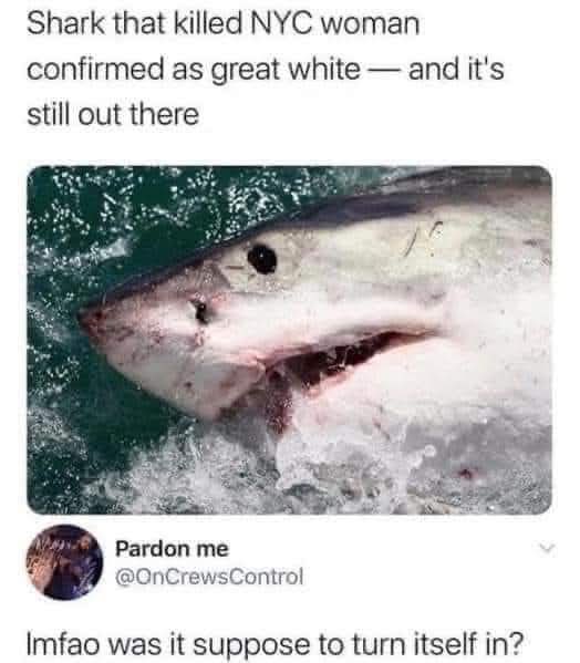 Why do people act shocked when someone is in the ocean and gets bit or eaten  by a shark?  They live there ... 🙄 🦈