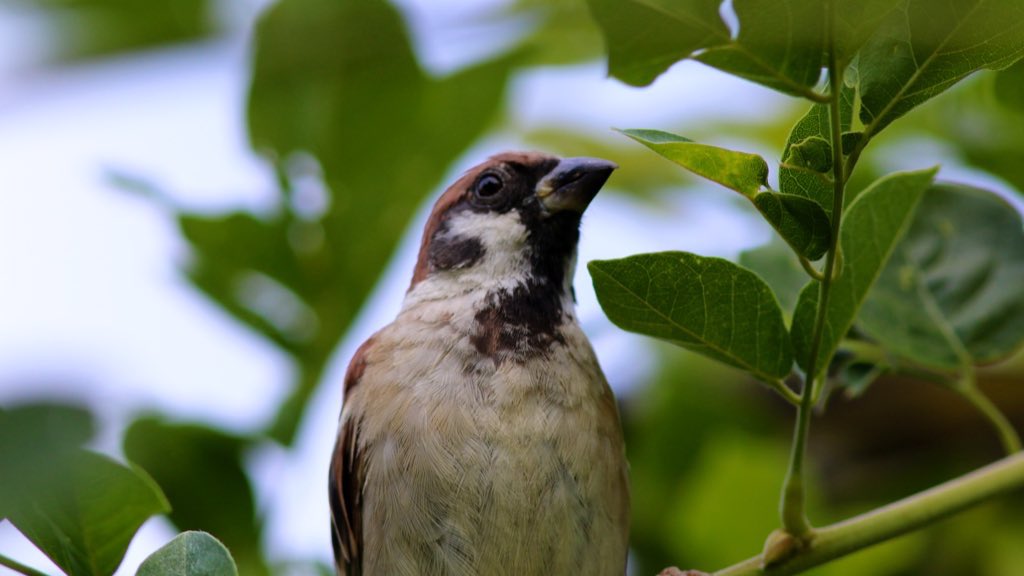We dream. 

Of the news being boring again. 

And birds staying amazing.