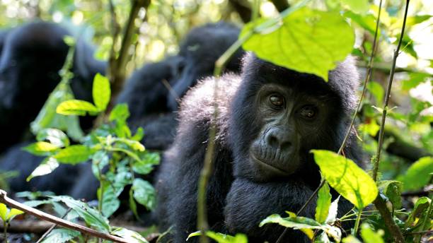 Friday Vibes = Weekend away from the busy. Be curious, the wild has a lot to offer. #ExploreUganda  #tourism #UniquelyOurs #ExploreMore #VisitUganda
glorysummithoteltours.com
ugandagorillatrekkingsafaris.com
birdingsafarisuganda.com