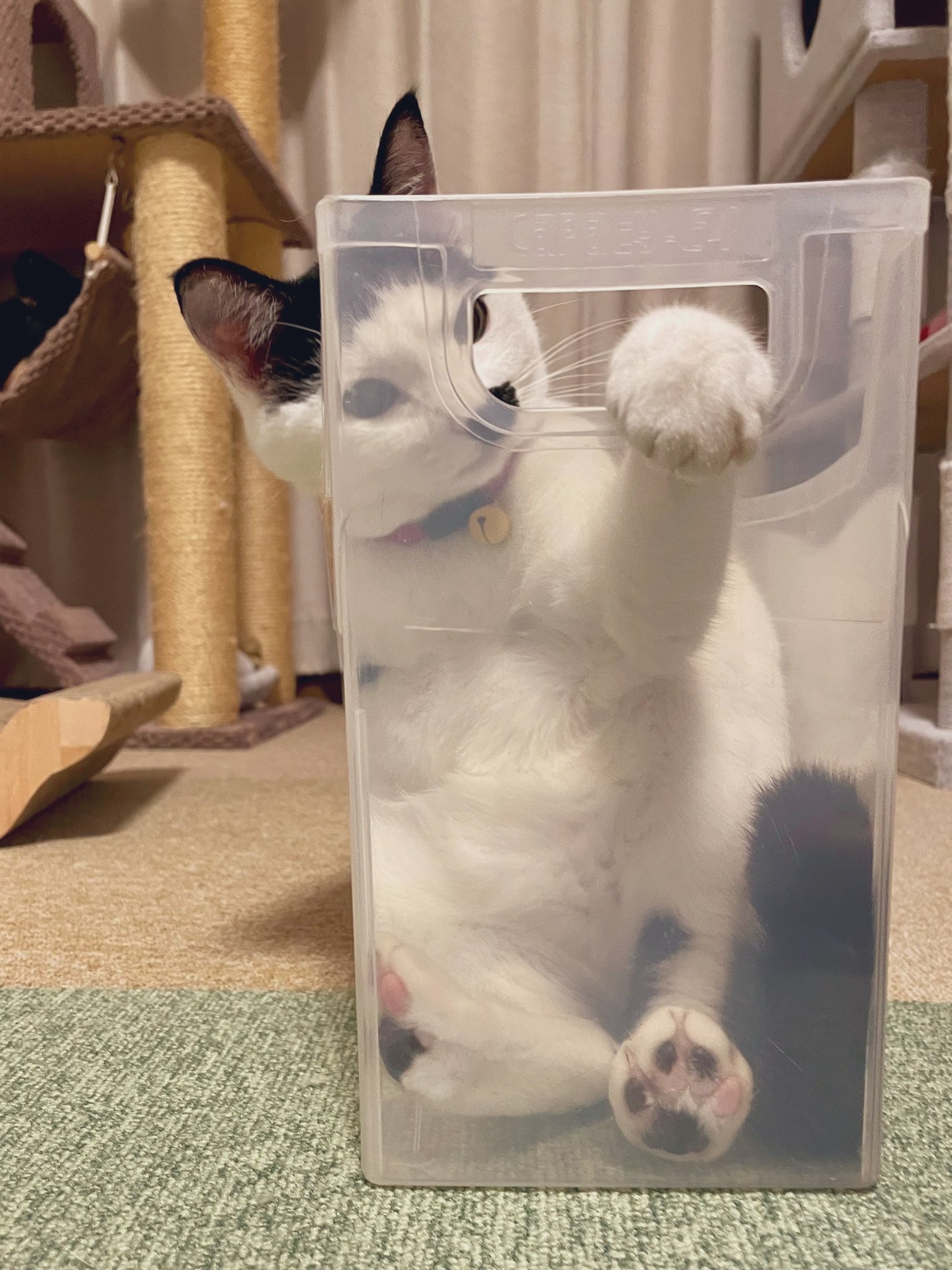 ブチ猫 ぶち猫のシロとクロ on X: 