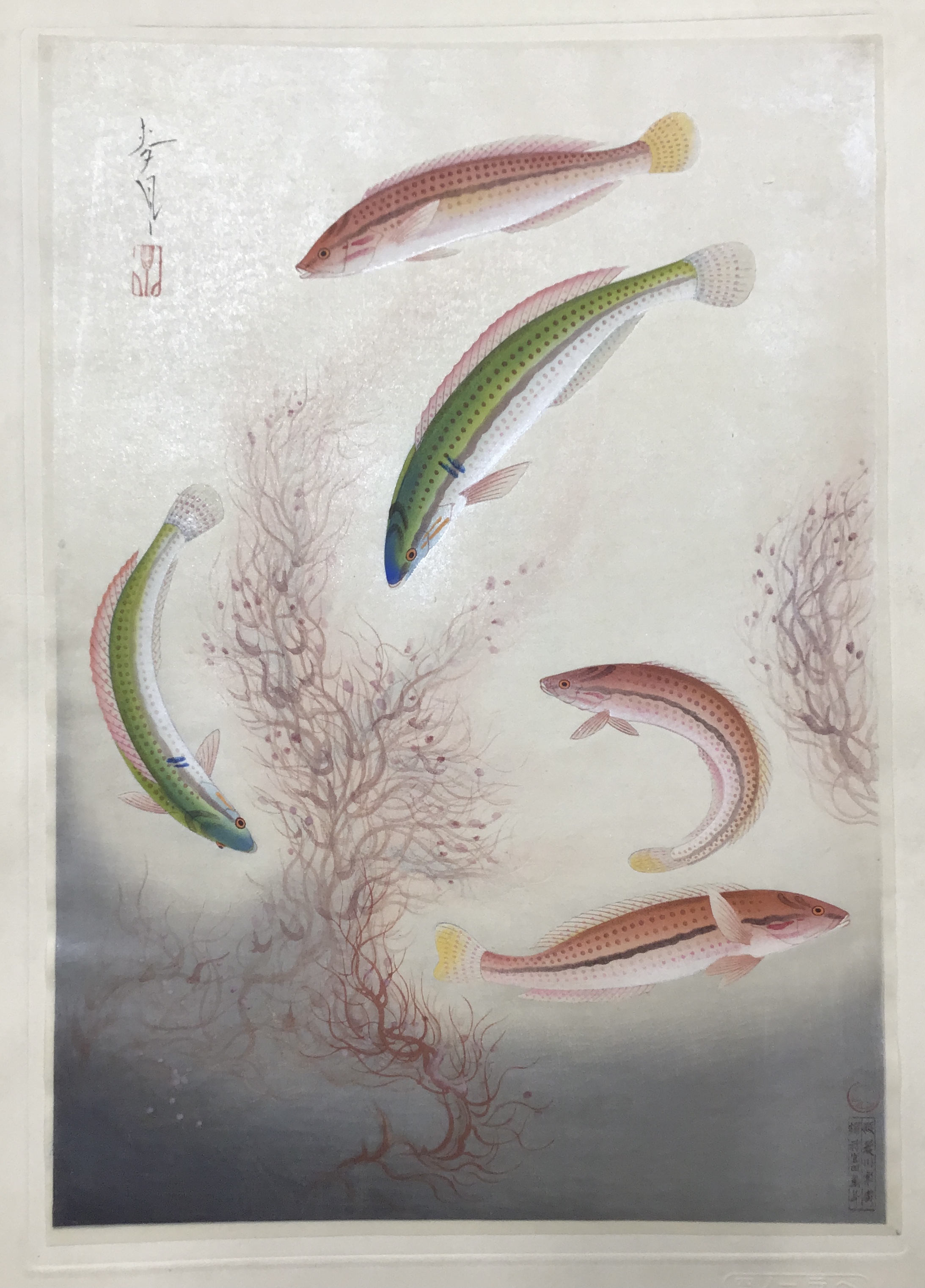 ベラ】「大日本魚類画集」 大野麦風 大野麥風 月報2付き 木版画 原色