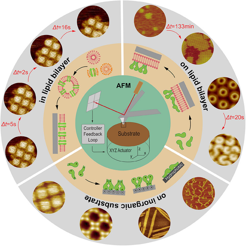 AggregateOA's tweet image. Review: "Unveiling the nanoscale architectures and dynamics of #protein assembly with in situ atomic force microscopy" by Shuai Zhang & Fang Jiao et al. @Jiaofang210 @UCAS1978 @PNNLab @Wiley_Chemistry #AFM #biomimetic
Check👉doi.org/10.1002/agt2.6…