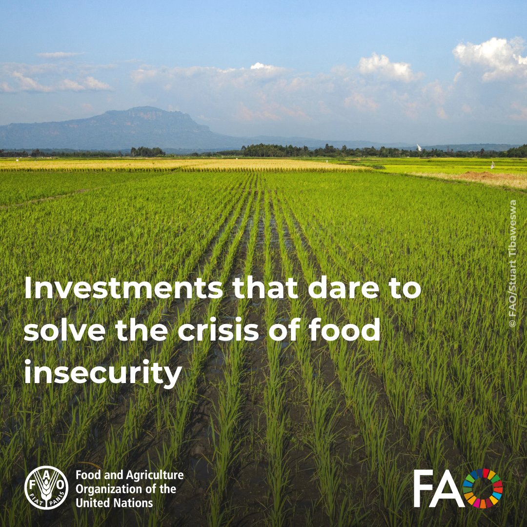 Food and Agriculture Organization (@fao) on Twitter photo Hunger is a crisis of financing, not just one of food.
10 years after global pledges, 1 in 11 people still go hungry.
<a href="/FAO/">Food and Agriculture Organization</a>’s David Laborde and <a href="/LM_Phillips/">Lauren M. Phillips</a> explain why bold investments in agrifood systems are not optional—they're essential.
fao.org/newsroom/fao-b…
#FFD4 Hunger is a crisis of financing, not just one of food.
10 years after global pledges, 1 in 11 people still go hungry.
<a href="/FAO/">Food and Agriculture Organization</a>’s David Laborde and <a href="/LM_Phillips/">Lauren M. Phillips</a> explain why bold investments in agrifood systems are not optional—they're essential.
fao.org/newsroom/fao-b…
#FFD4