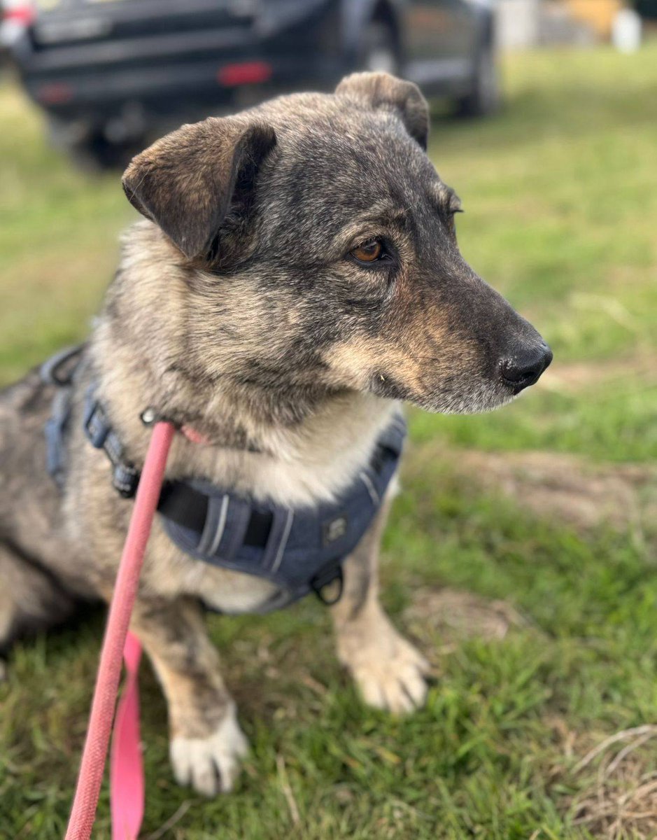 Essex Kennels 🐾

3 year old tiny Angel is a gentle, initially shy but friendly girl who loves to play and go for walks!

She will need some training in her new home as she's only ever known kennel life.

She can live with cats, dogs and kids 12+

Apply: pawprints2freedom.co.uk/apply