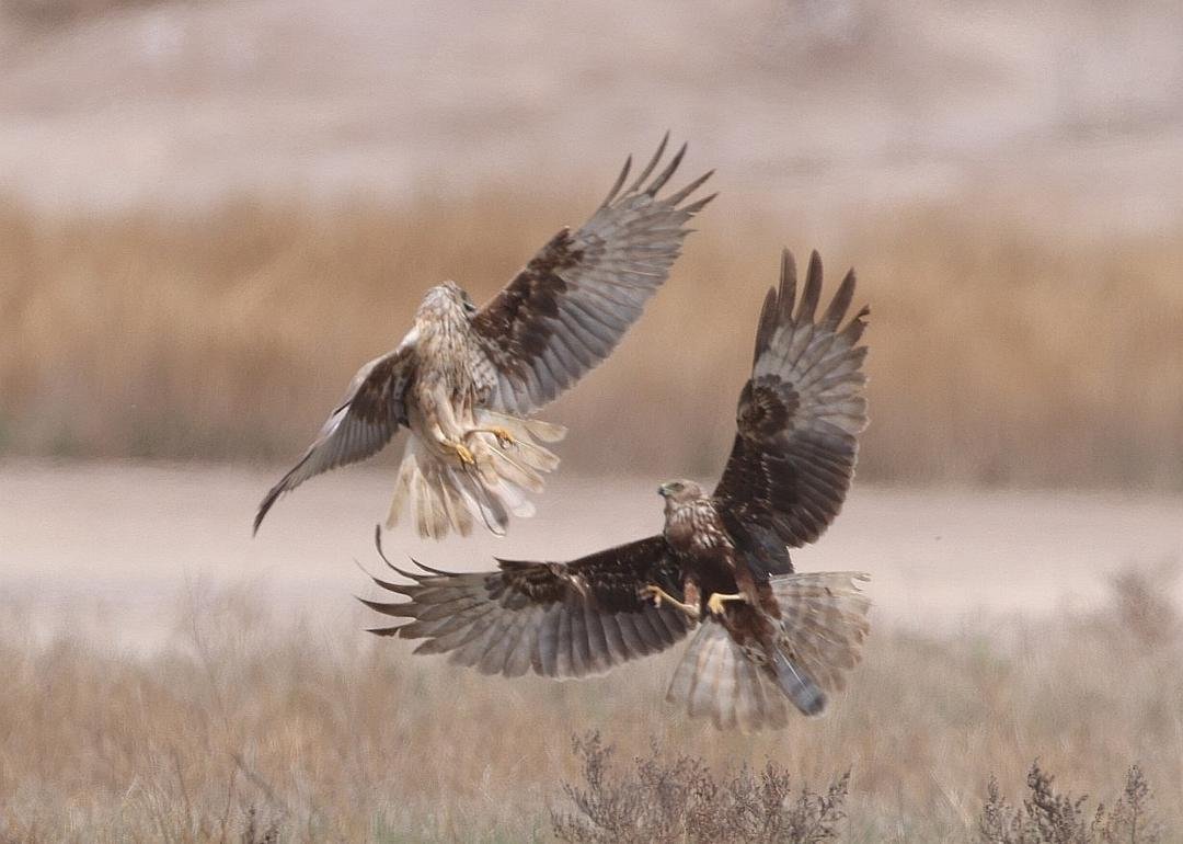 Great news from the Shell Bay &amp; Wetland National Nature Reserve in Binzhou!

The spring bird survey just wrapped up, and the results are remarkable: 112 bird species were recorded, including an unprecedented number of migrating raptors, a clear sign of a healthy habitat.