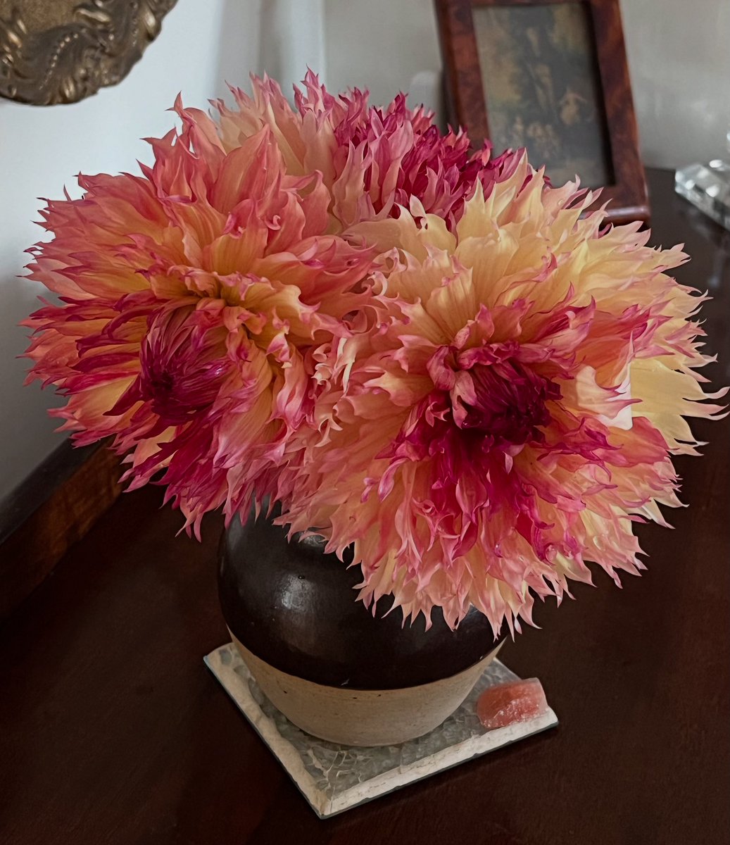 Myrtle’s Folly is such a crazy dahlia! ( ooh and just seen matches my little piece of morganite crystal too 😍)#dahlia🌸 #crystals