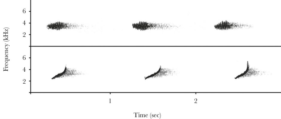 BehavEcol's tweet image. Decoding the chaffinch “rain” call: a female-directed alarm call?
#bird #bioacoustics #AntiPredator
doi.org/10.1093/beheco…