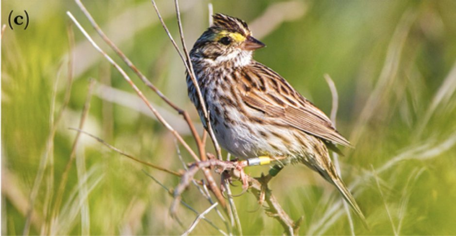 BehavEcol's tweet image. Multigenerational fitness outcomes of double-brooding: a 30-year study of a migratory songbird
#bird #LongTermStudy #ReproductiveSuccess
doi.org/10.1093/beheco…